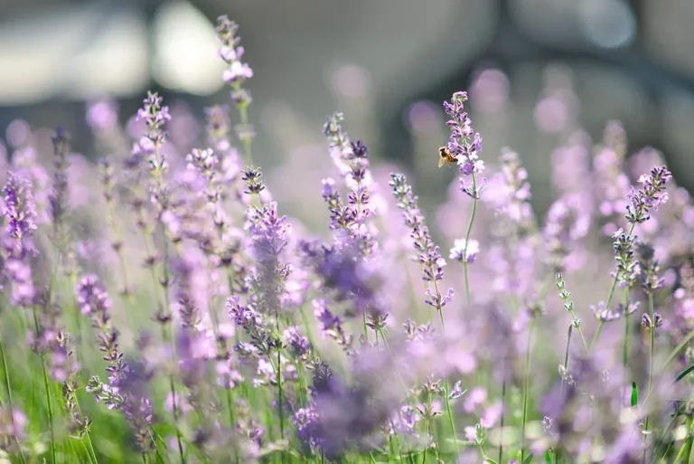 Fleurs et arômes : pourquoi certaines fleurs parfument et comment les observer au fil des saisons