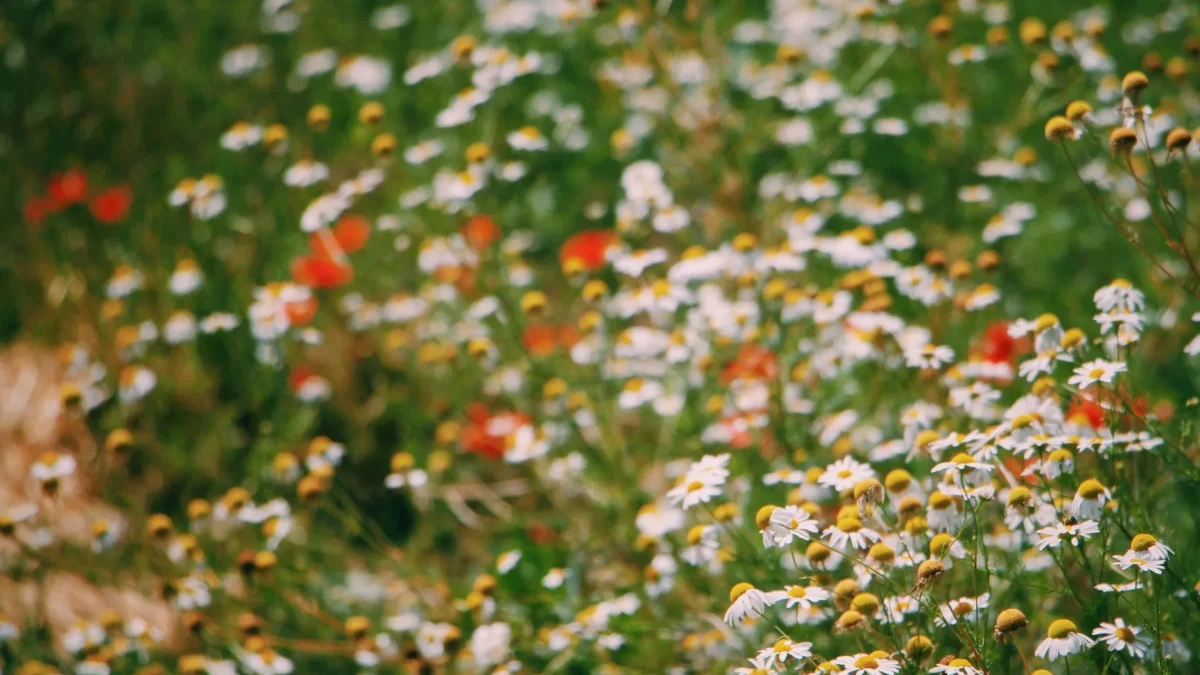Fleurs de Bach : ce que la botanique dit de ces 38 élixirs floraux