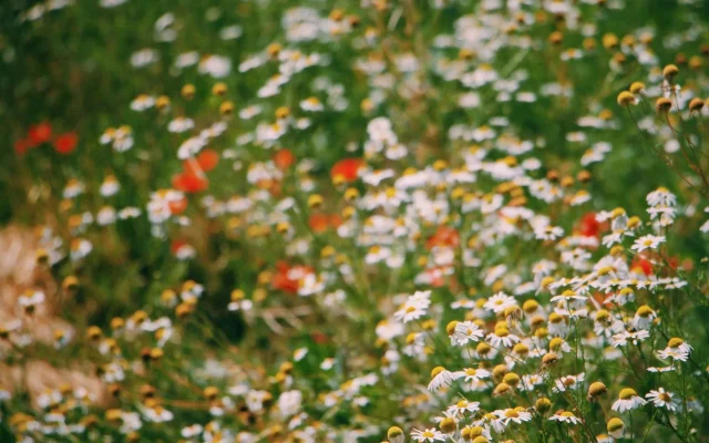 Fleurs de Bach : ce que la botanique dit de ces 38 élixirs floraux
