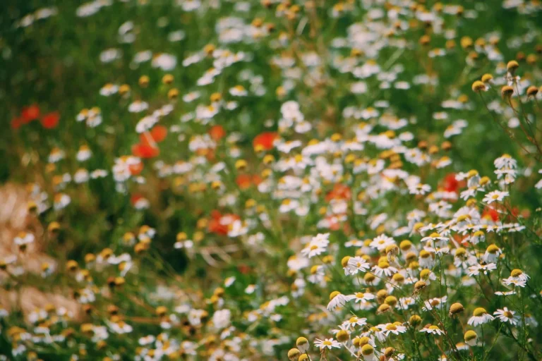 Fleurs de Bach : ce que la botanique dit de ces 38 élixirs floraux