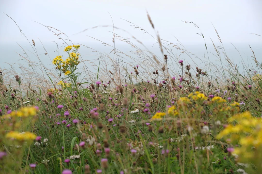 Fleurs sauvages d'une prairie botanique anglaise naturelle et colorée