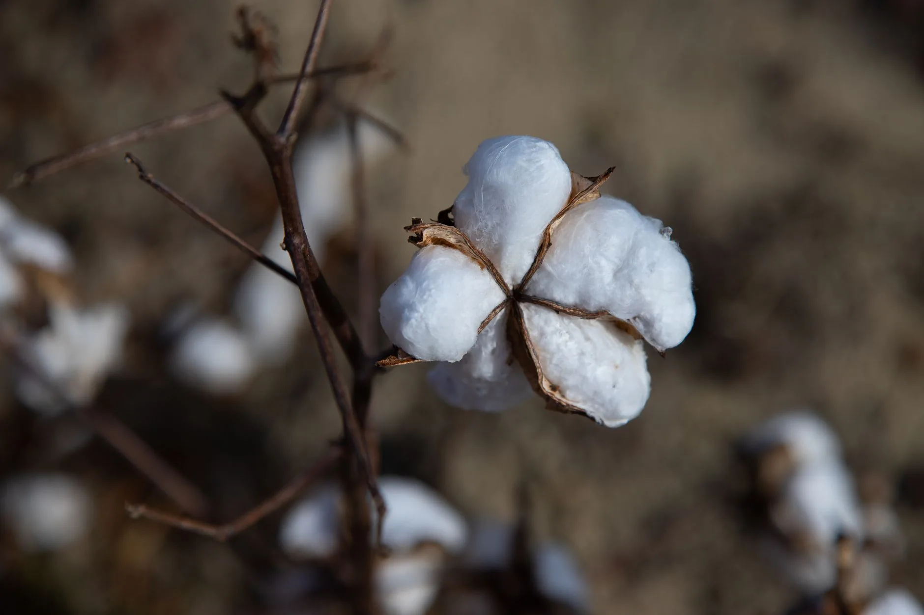 Fleur de coton en pleine floraison sur plant agricole en champ
