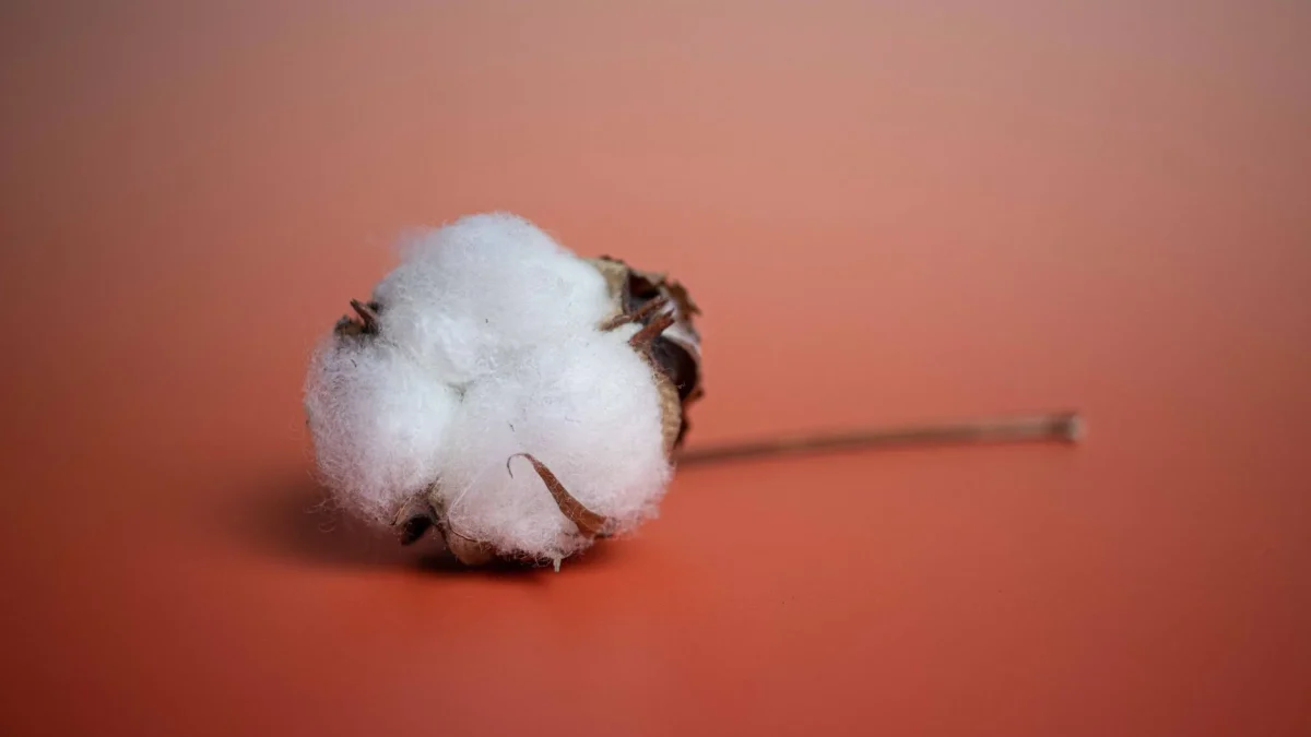Fleur de coton : botanique du Gossypium, cycle de floraison et clarifications