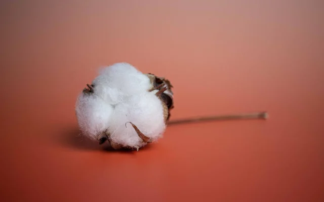 Fleur de coton : botanique du Gossypium, cycle de floraison et clarifications
