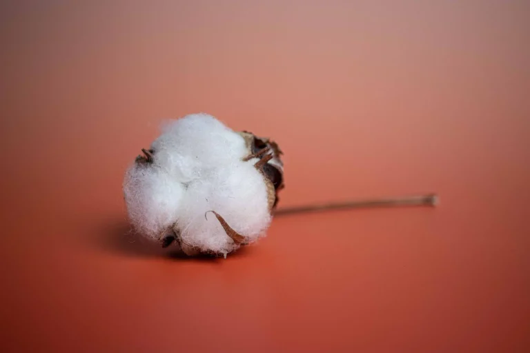 Fleur de coton : botanique du Gossypium, cycle de floraison et clarifications