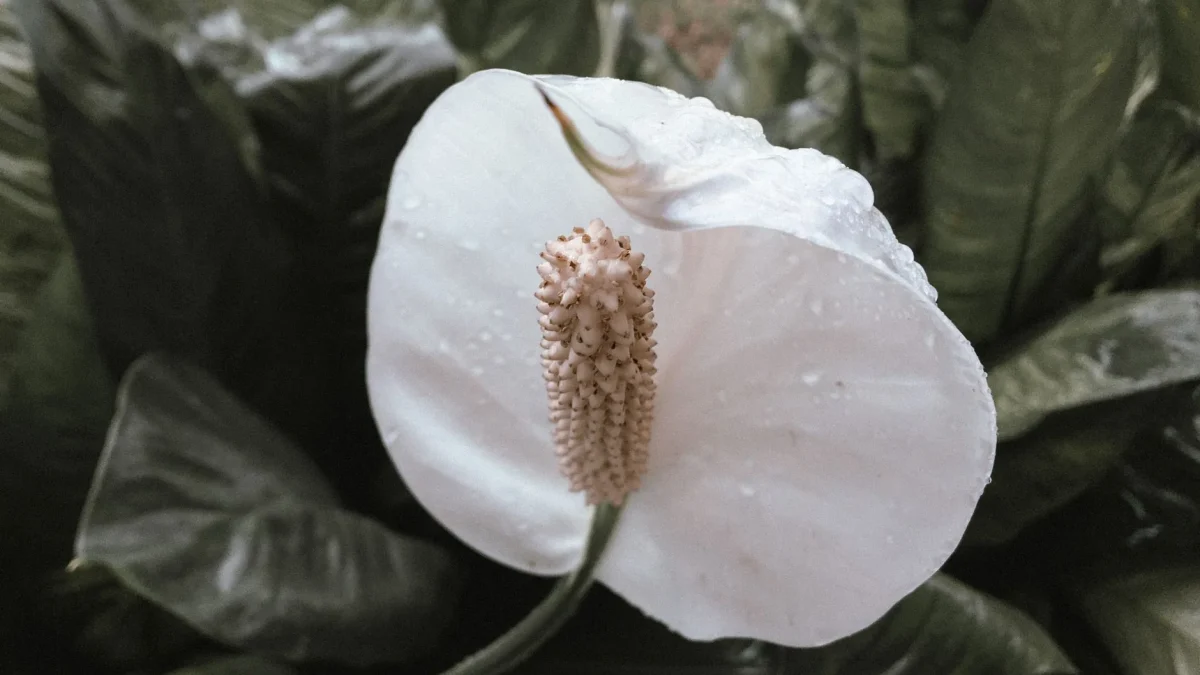 Fleur de lune (Spathiphyllum) : reconnaître, observer et cultiver cette Aracée à spathe blanche