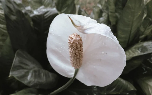 Fleur de lune (Spathiphyllum) : reconnaître, observer et cultiver cette Aracée à spathe blanche