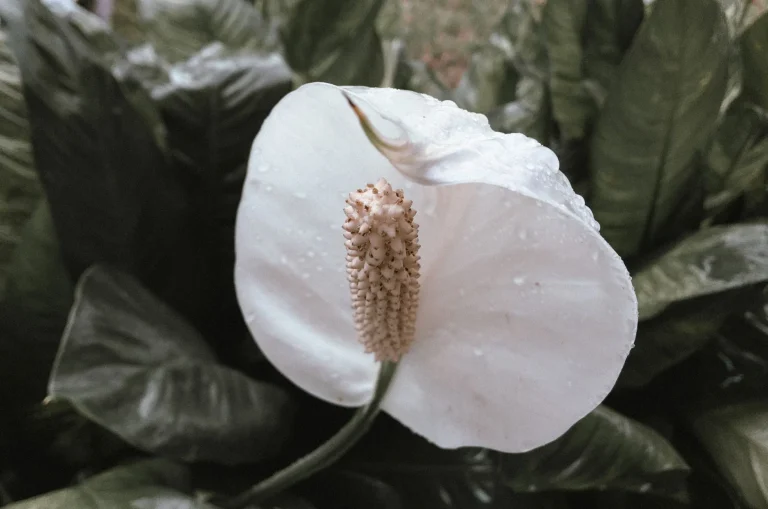 Fleur de lune (Spathiphyllum) : reconnaître, observer et cultiver cette Aracée à spathe blanche