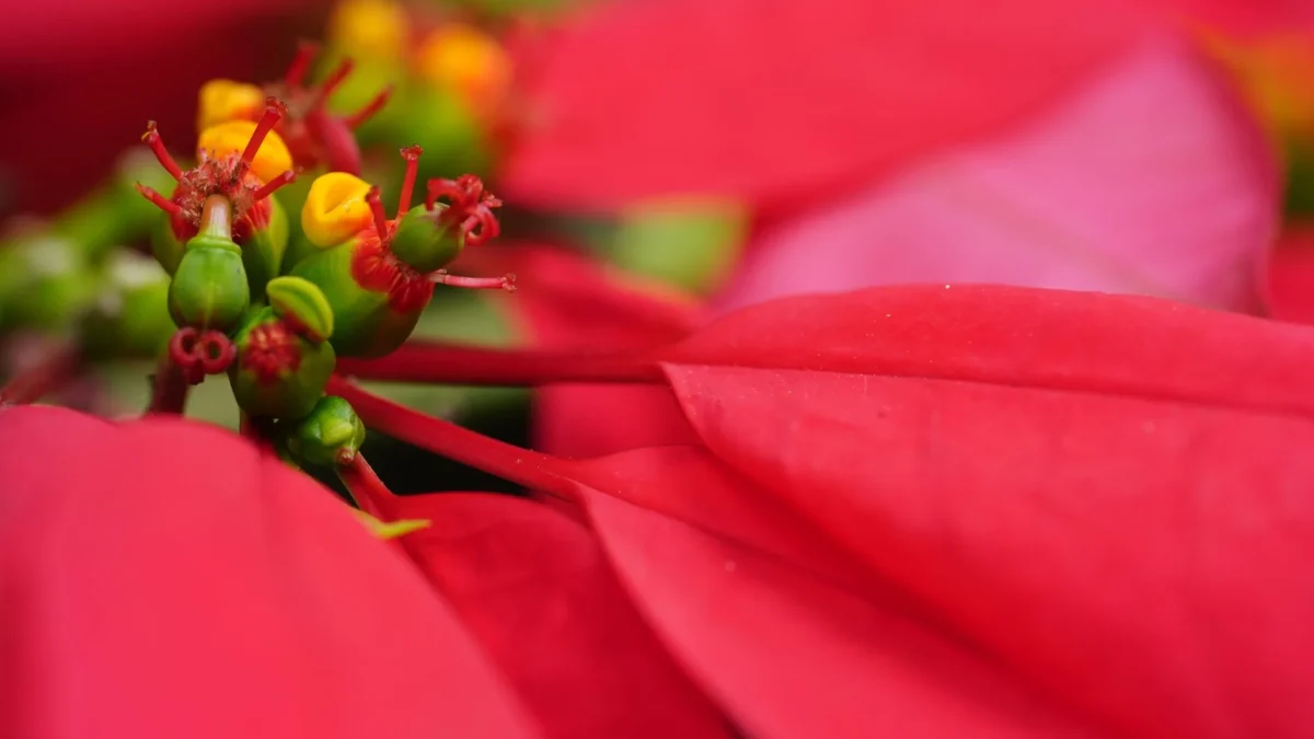 Fleur de Noël : les espèces qui fleurissent en hiver et comment les observer