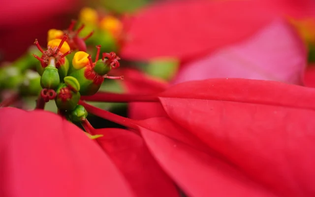 Fleur de Noël : les espèces qui fleurissent en hiver et comment les observer