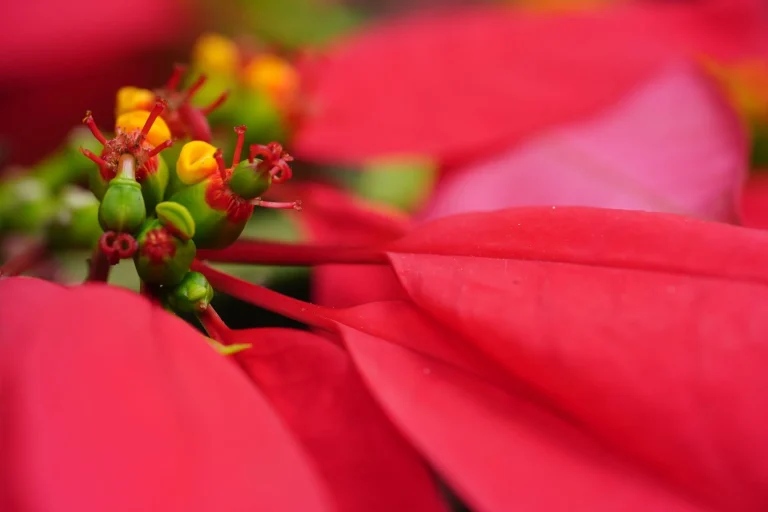 Fleur de Noël : les espèces qui fleurissent en hiver et comment les observer