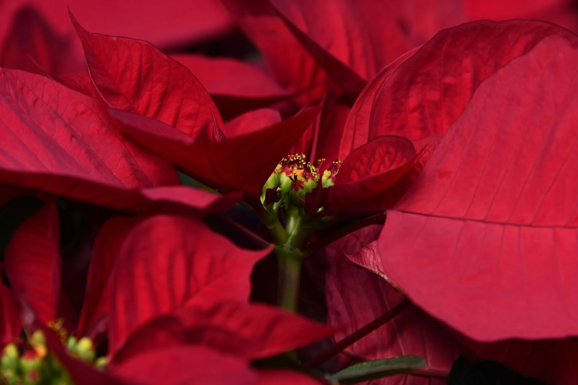 Fleur de Noël poinsettia rouge éclatant en pleine floraison hivernale