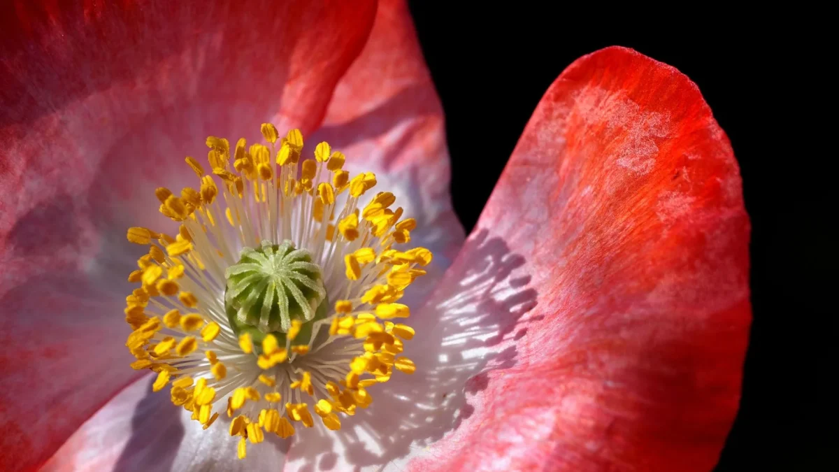 Fleur de pavot : morphologie, espèces et observation saisonnière