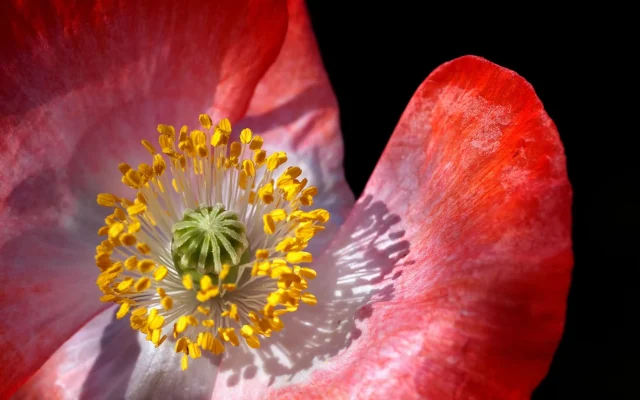 Fleur de pavot : morphologie, espèces et observation saisonnière