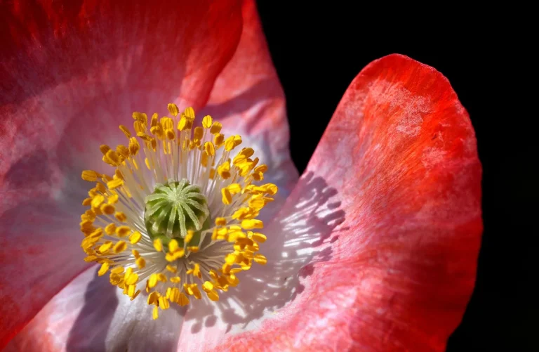 Fleur de pavot : morphologie, espèces et observation saisonnière