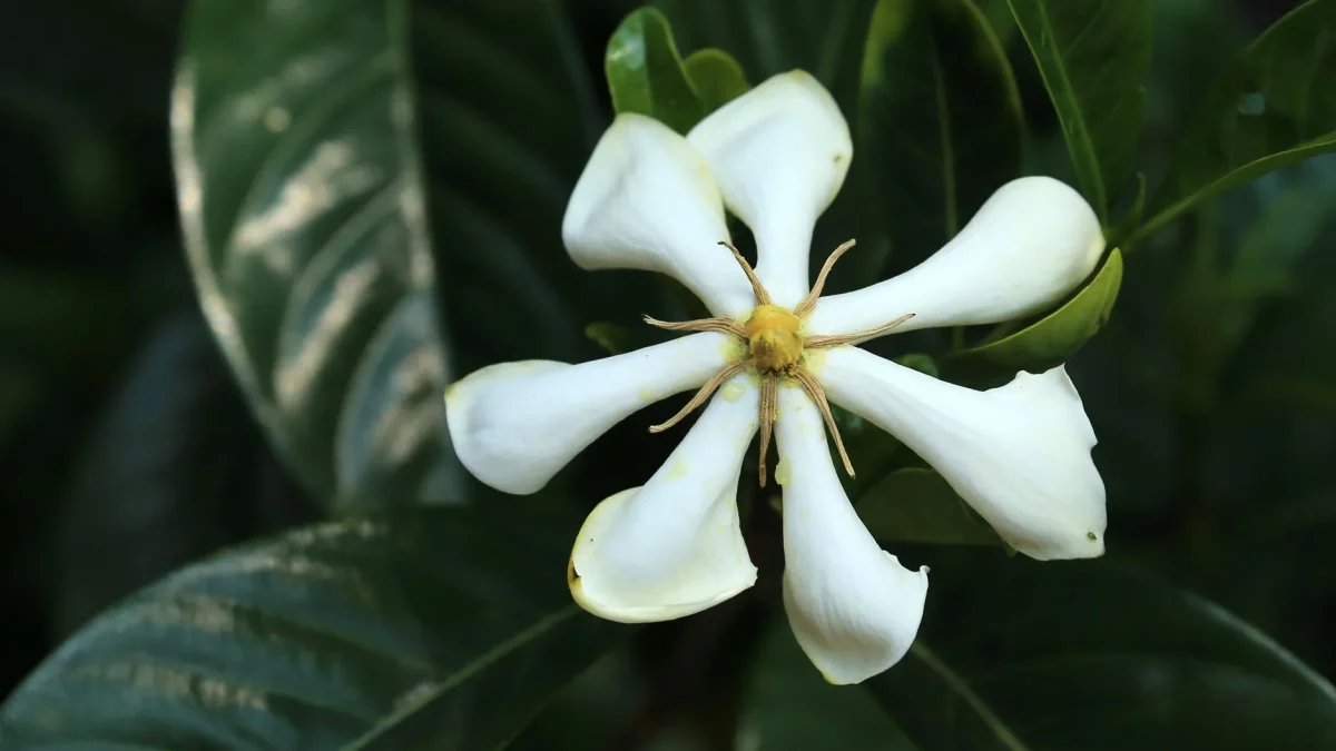 Fleur de tiaré : botanique, symbolique polynésienne et culture hors tropiques