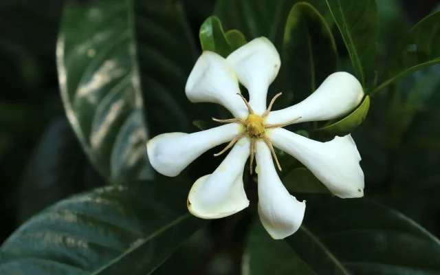 Fleur de tiaré : botanique, symbolique polynésienne et culture hors tropiques