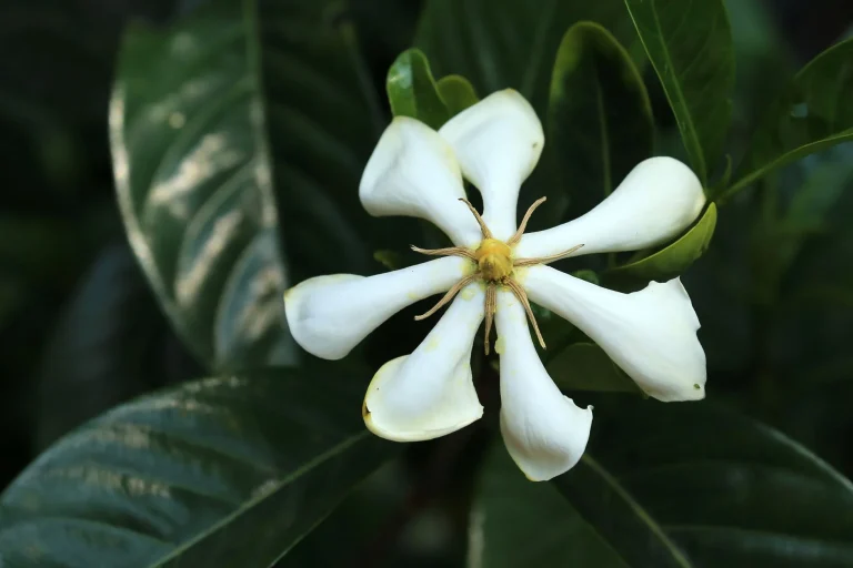 Fleur de tiaré : botanique, symbolique polynésienne et culture hors tropiques