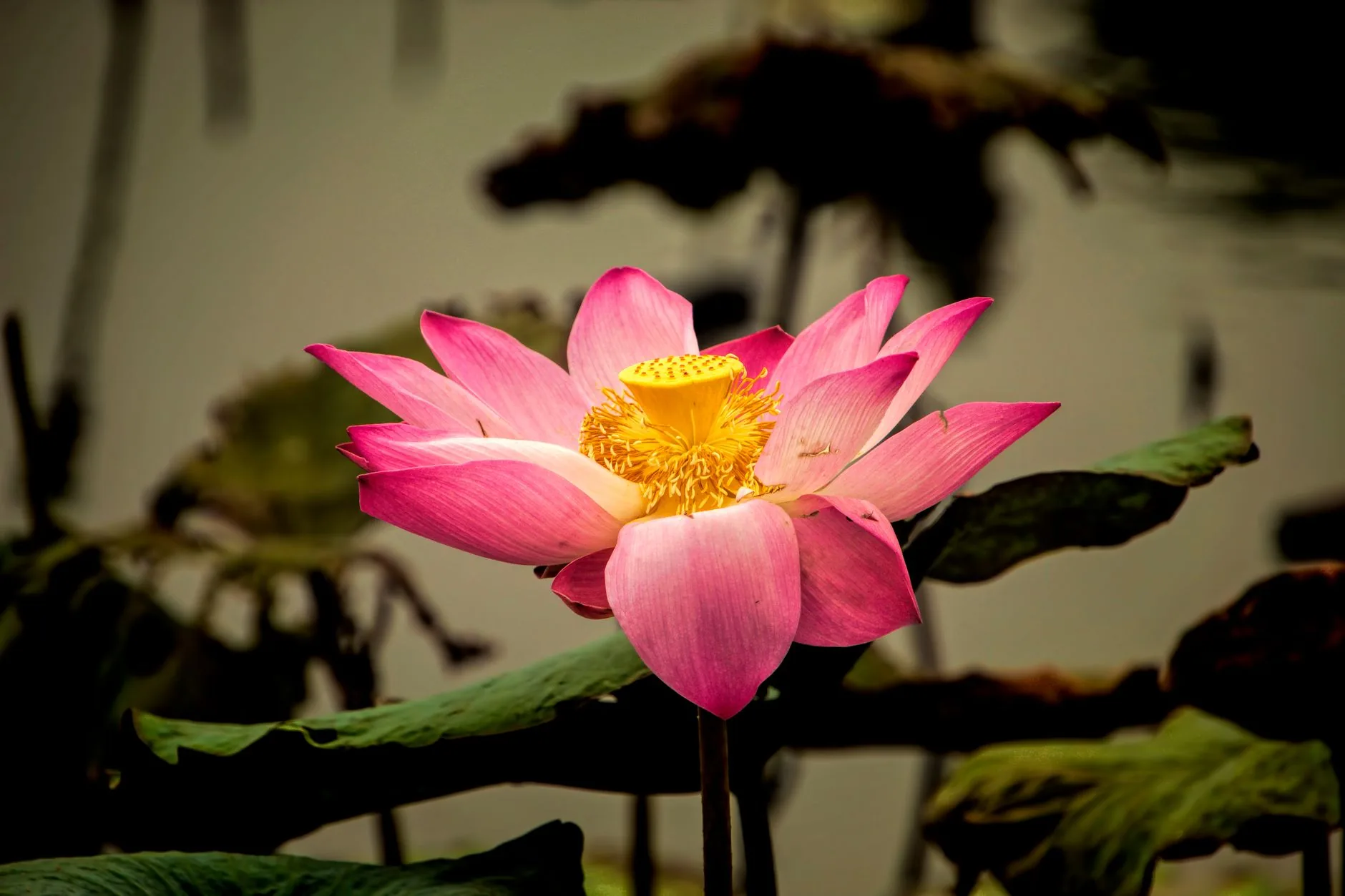 Une magnifique fleur de lotus rose s'épanouit sur l'eau d'un étang calme