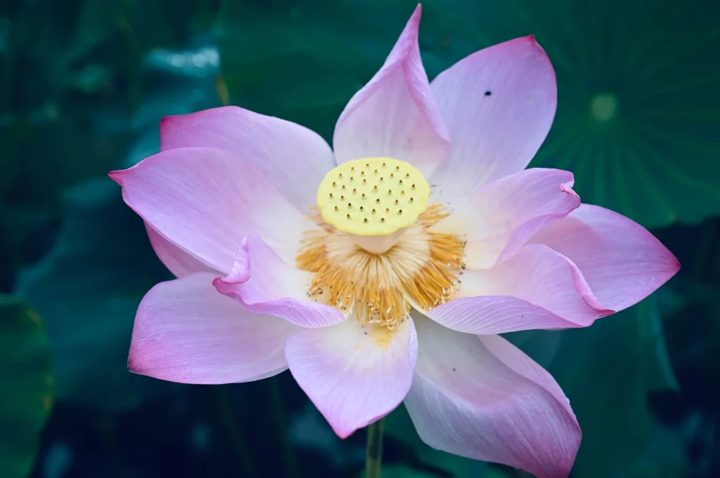La fleur de lotus (Nelumbo nucifera) : botanique, observation saisonnière et symbolique