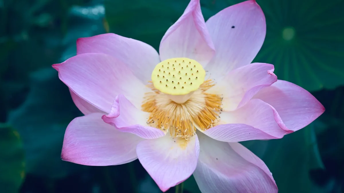 La fleur de lotus (*Nelumbo nucifera*) : botanique, observation saisonnière et symbolique