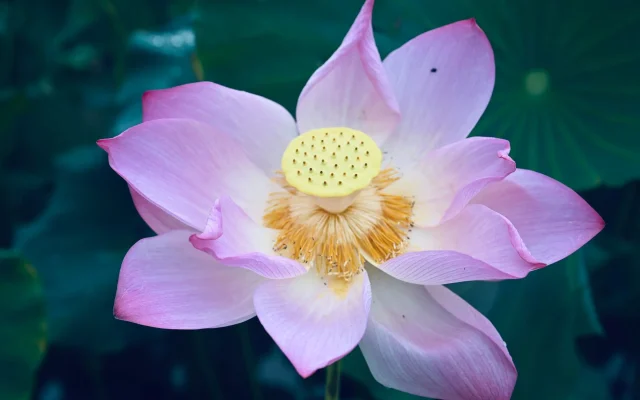 La fleur de lotus (*Nelumbo nucifera*) : botanique, observation saisonnière et symbolique