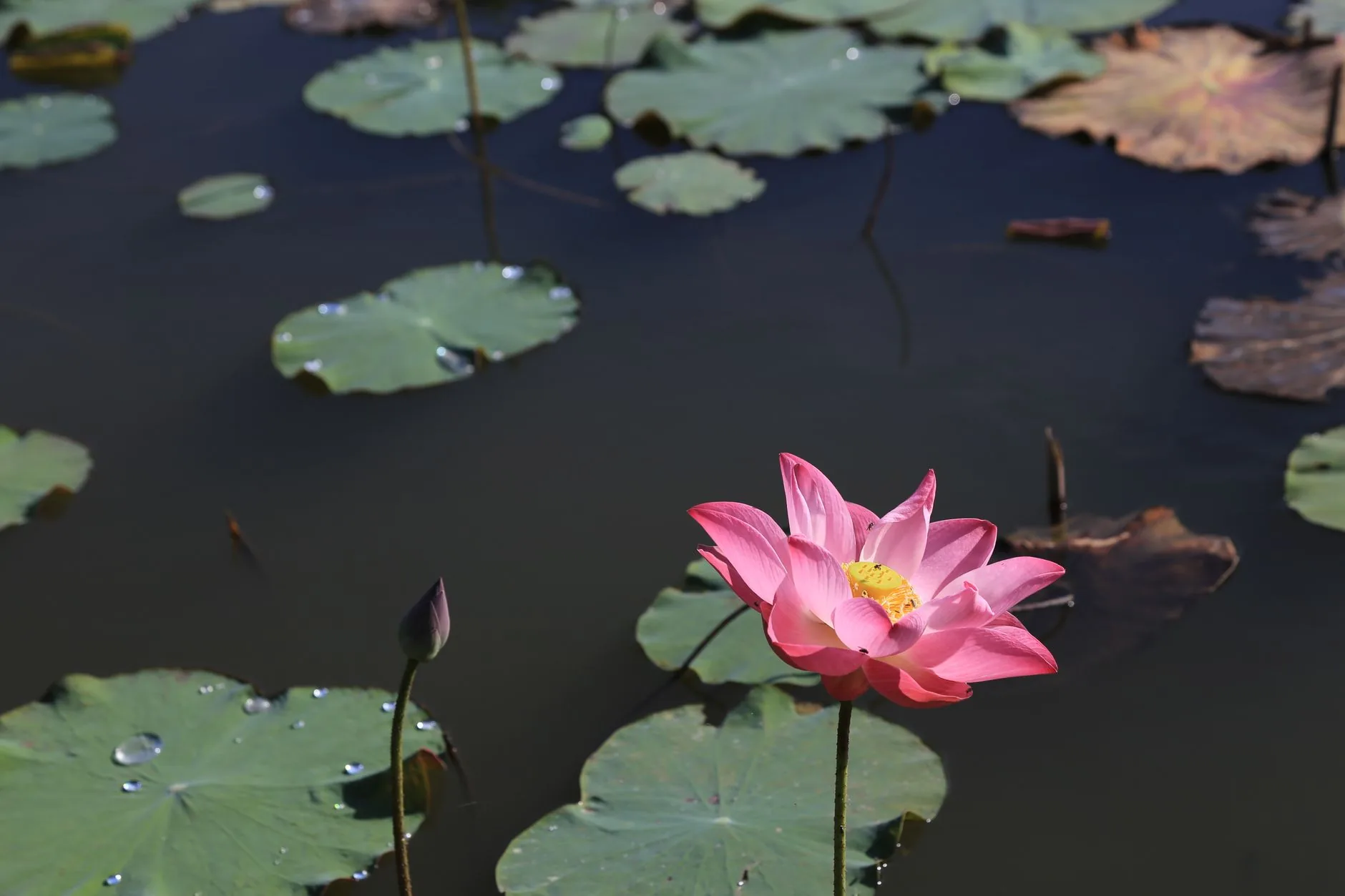 Fleur de lotus rose épanouie flottant sur un bassin d'eau calme et claire