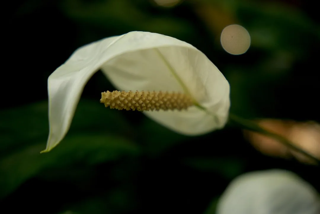Fleur de lune aux pétales blancs immaculés et feuillage vert luxuriant en macro