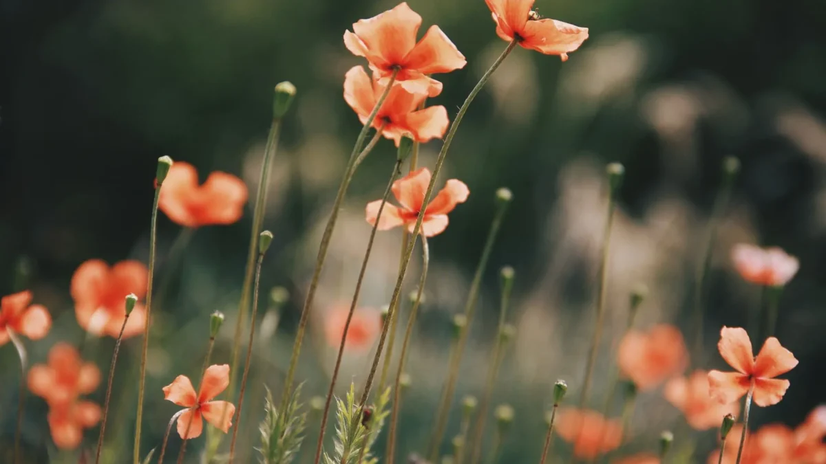 Fleurs orange : identification, floraison et associations au jardin