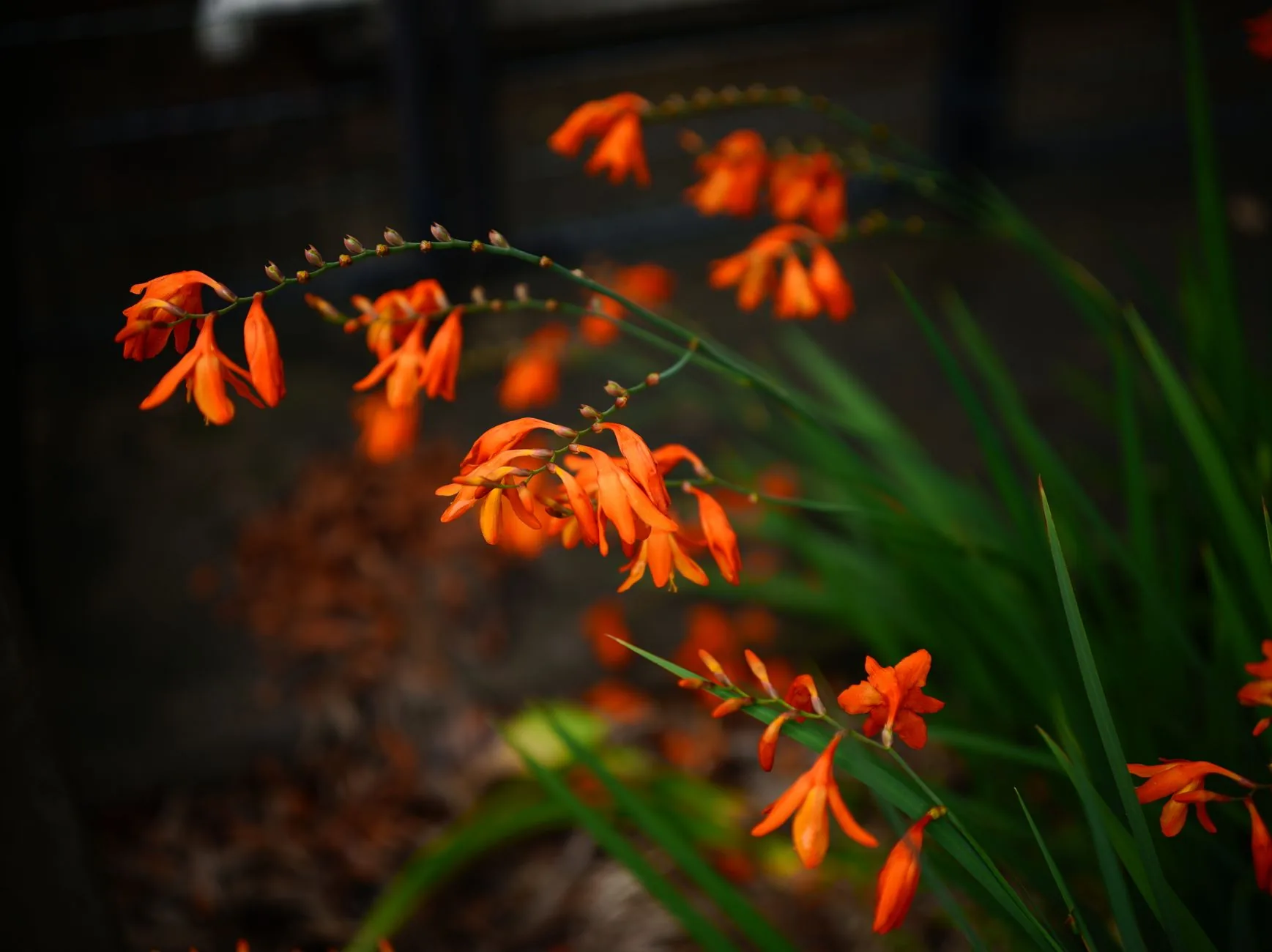 Fleurs orange éclatantes en pleine floraison dans un jardin d'été verdoyant
