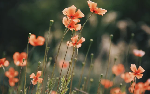 Fleurs orange : identification, floraison et associations au jardin