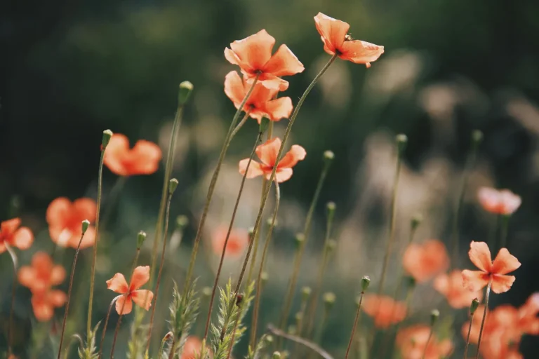 Fleurs orange : identification, floraison et associations au jardin