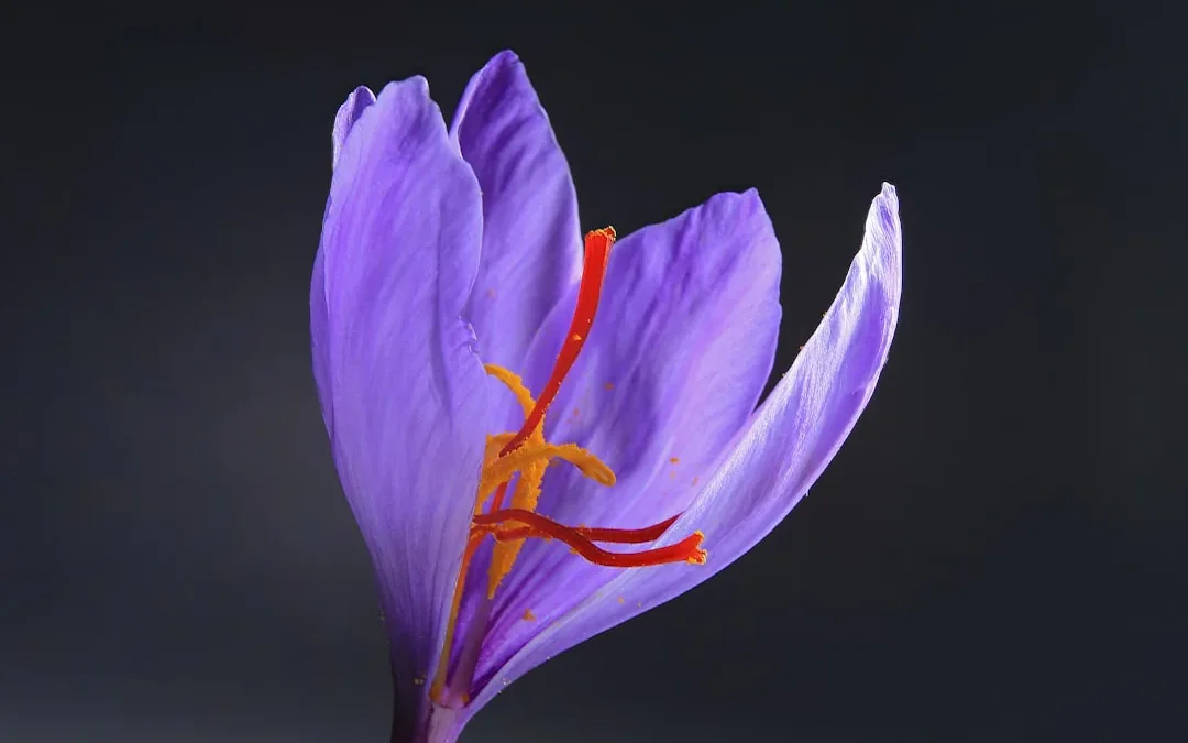 La fleur de safran : botanique, floraison automnale et reconnaissance sur le terrain