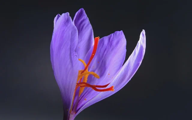 La fleur de safran : botanique, floraison automnale et reconnaissance sur le terrain