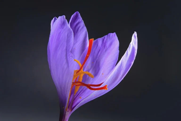 La fleur de safran : botanique, floraison automnale et reconnaissance sur le terrain