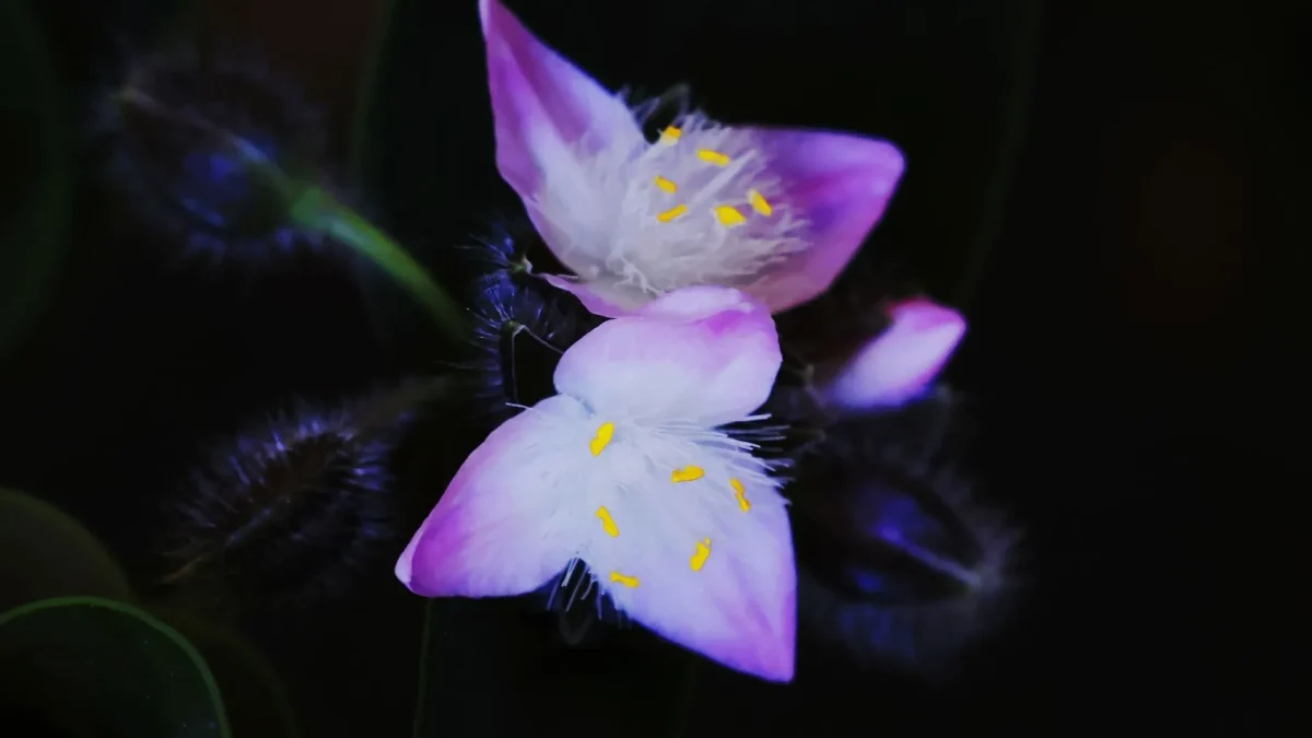 Signification des fleurs : origines, couleurs et variations culturelles