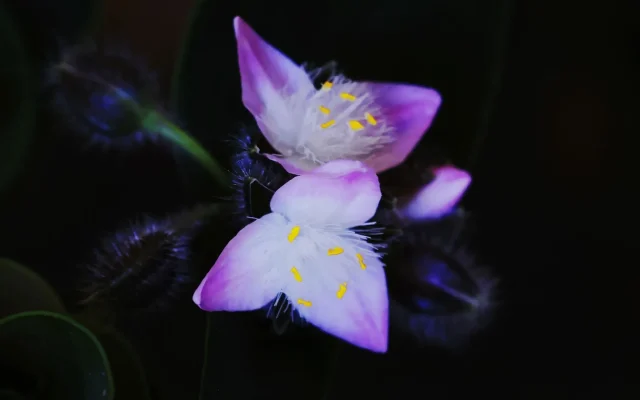 Signification des fleurs : origines, couleurs et variations culturelles