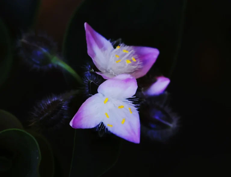 Signification des fleurs : origines, couleurs et variations culturelles