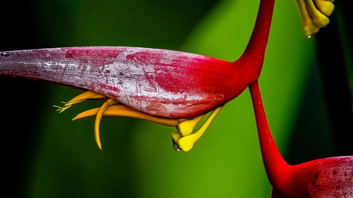 Fleurs tropicales exotiques héliconcia et strelitzia en arrière-plan vert luxuriant