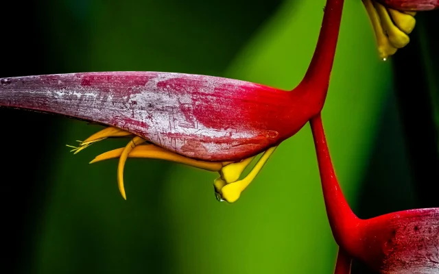 Fleurs tropicales : identification, origines et cycles de floraison