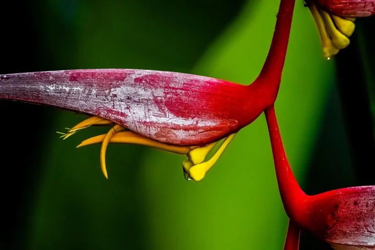 Fleurs tropicales : identification, origines et cycles de floraison