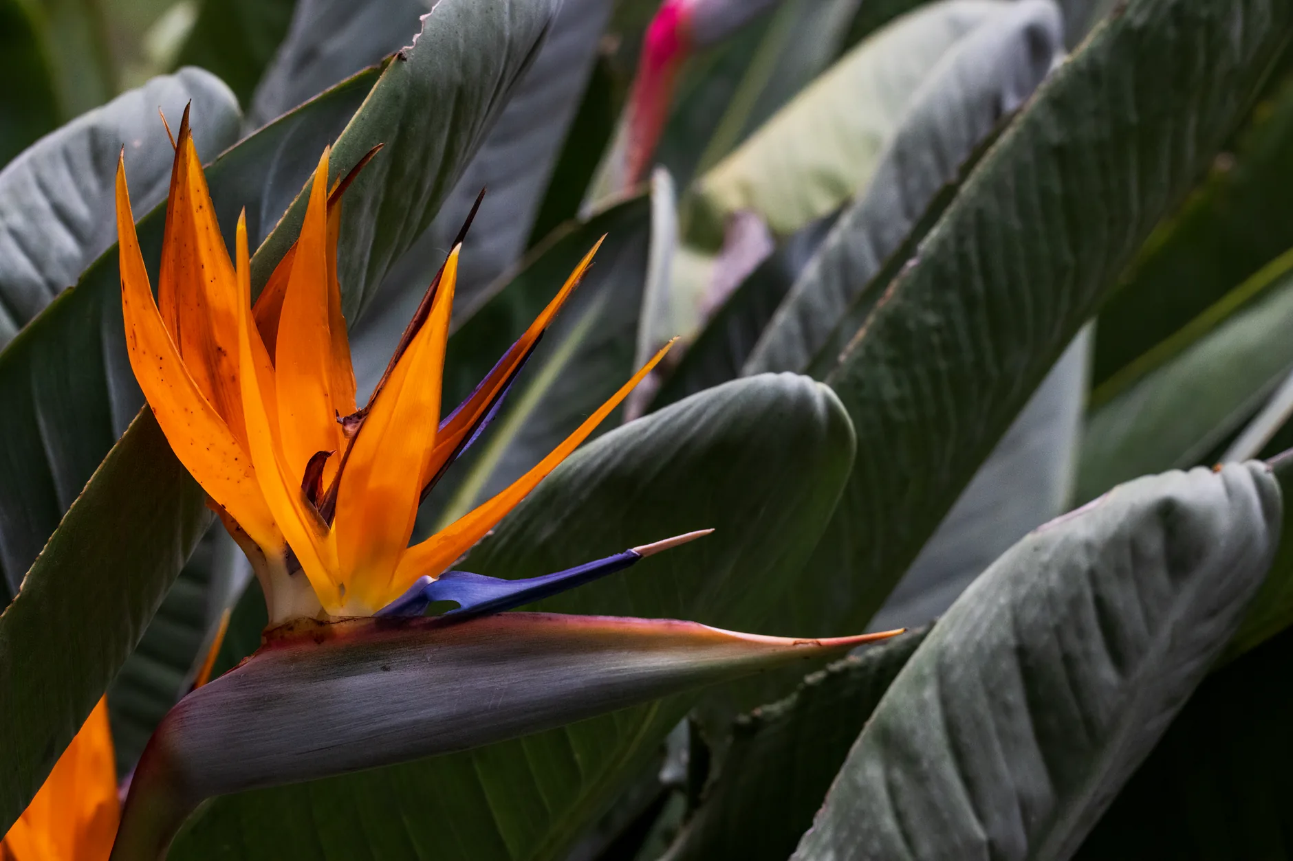 Fleurs tropicales exotiques heliconia et strelitzia en floraison botanique luxuriante