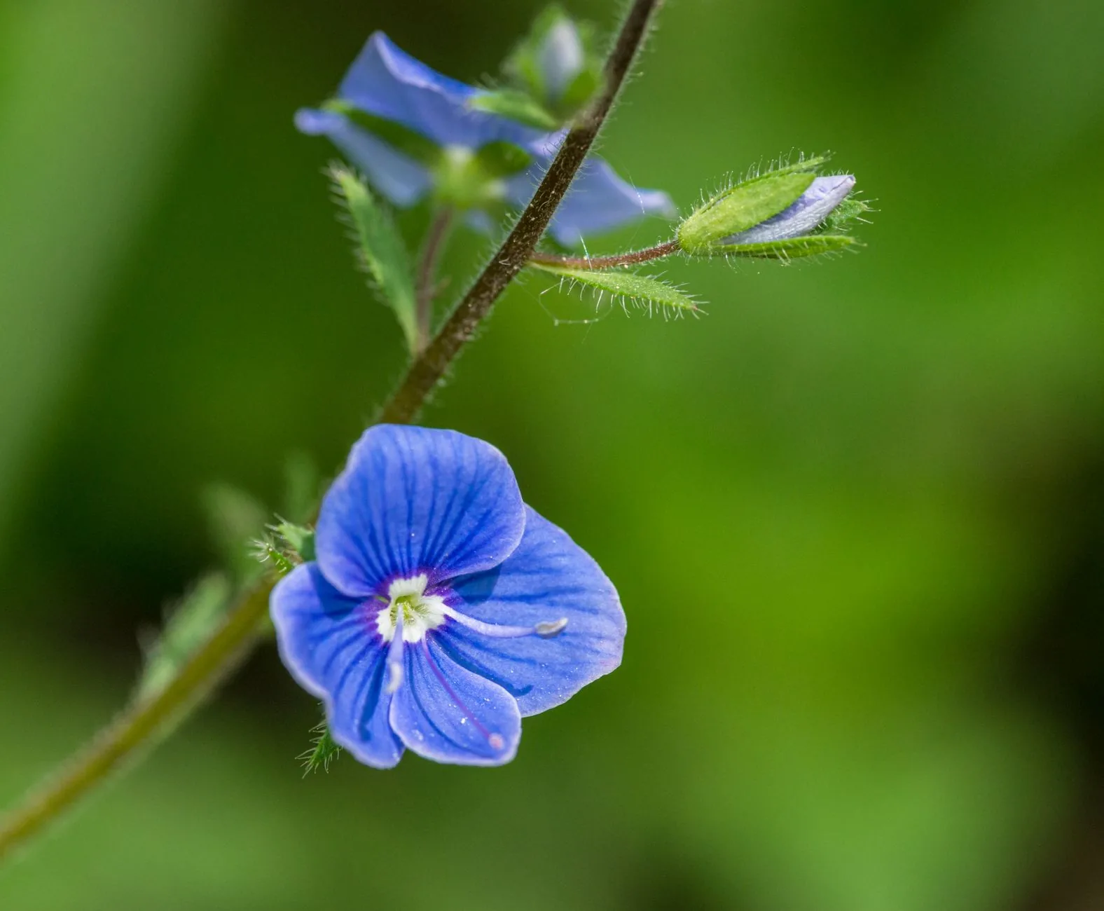 Fleur véronique bleue sauvage en prairie botanique naturelle