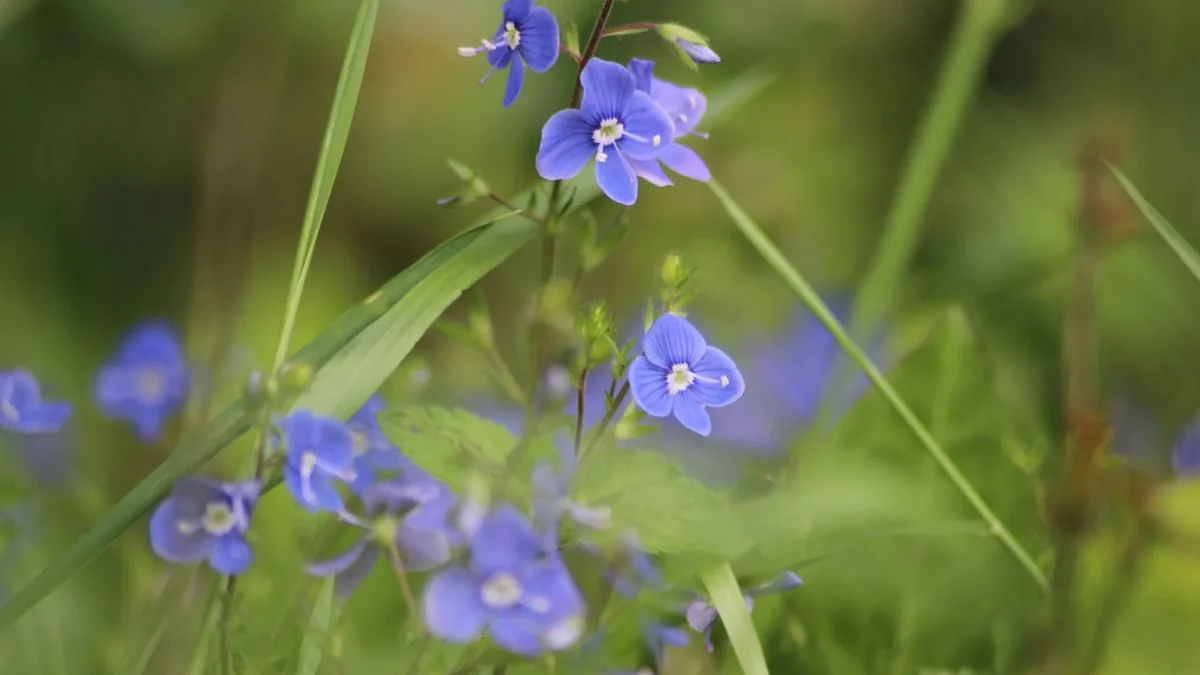 Fleurs de véronique bleues sauvages en fleur dans un champ verdoyant au printemps