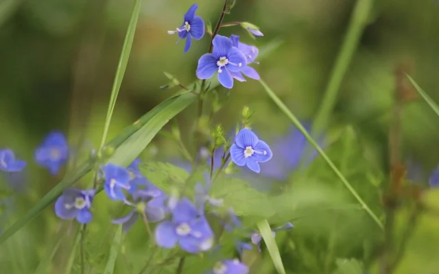La fleur de véronique : morphologie, espèces et observation saisonnière