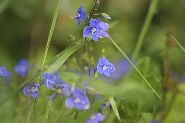 La fleur de véronique : morphologie, espèces et observation saisonnière