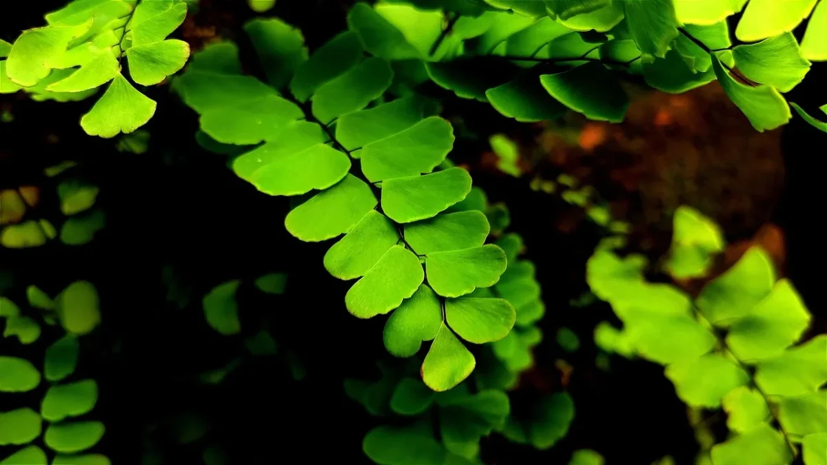 Fougère de Boston (Nephrolepis exaltata) : identification, origines et culture