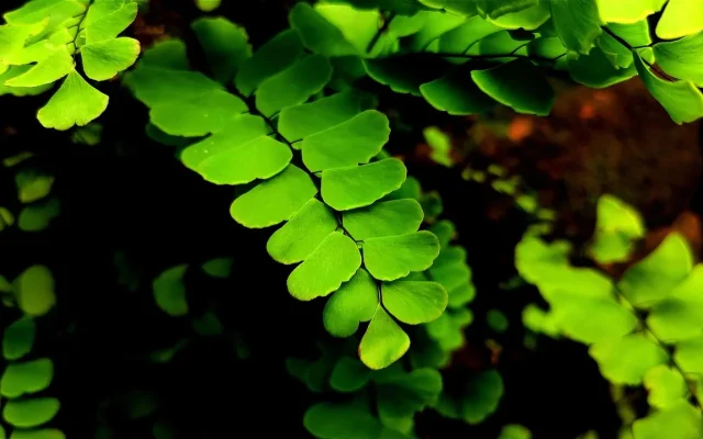 Fougère de Boston (Nephrolepis exaltata) : identification, origines et culture