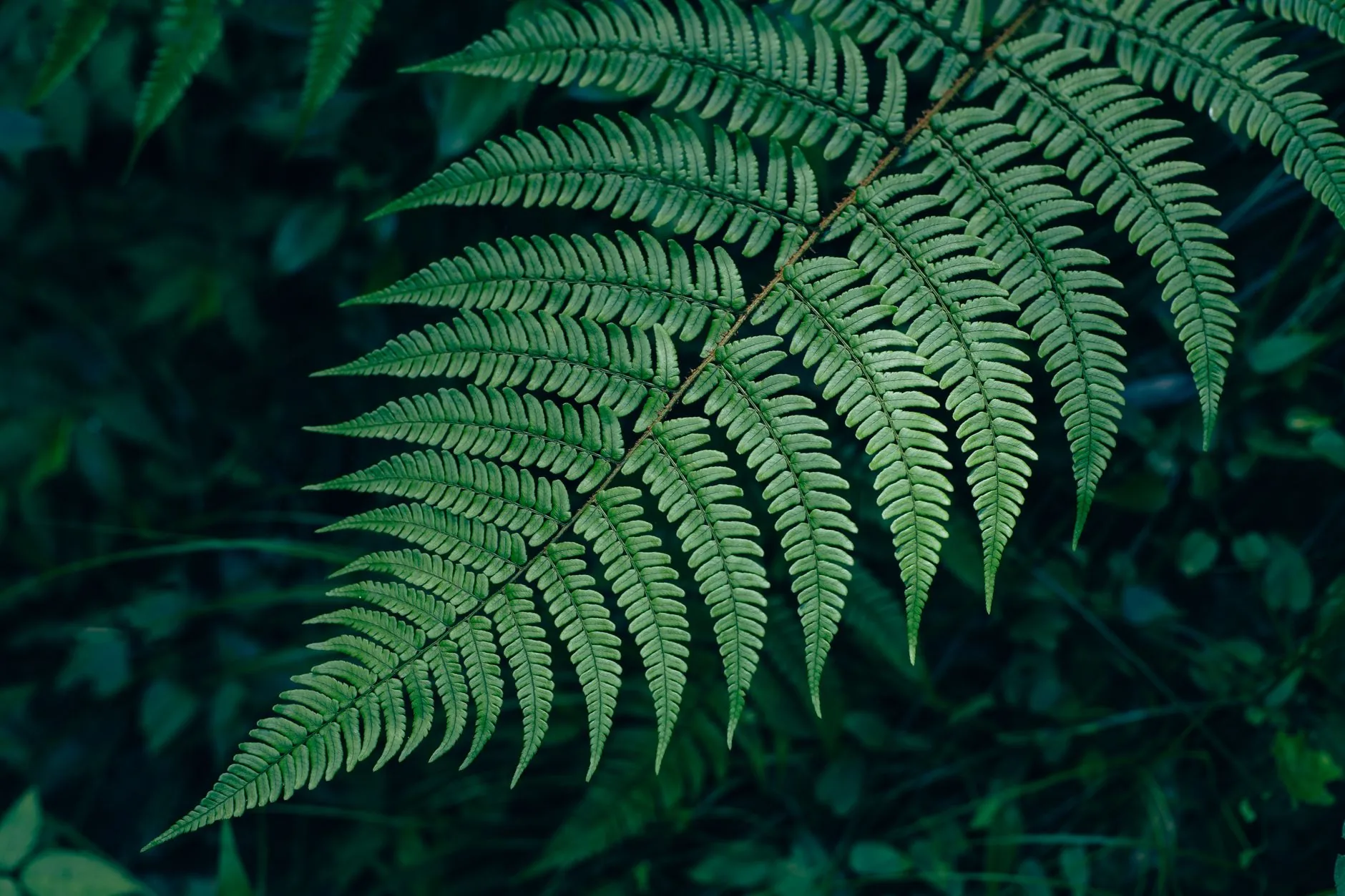 Feuille de fougère verte détaillée mettant en évidence la texture naturelle complexe