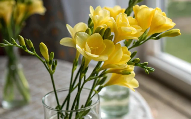Freesia : morphologie, cycle végétal et culture en jardin amateur